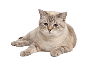 Traurige Katze