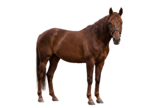Trauriges Pferd