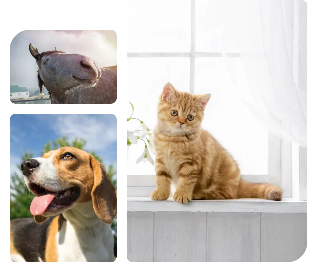 Collage mit Bildern von Hunden, Katzen und Pferden