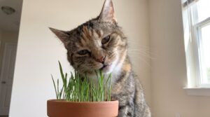 Nahaufnahme einer gesunden Hauskatze in einem hellen Raum, die frisches Katzengras aus einem kleinen Topf knabbert