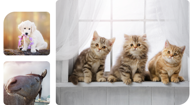 Alles Wichtige über Hunde, Katzen und Pferde