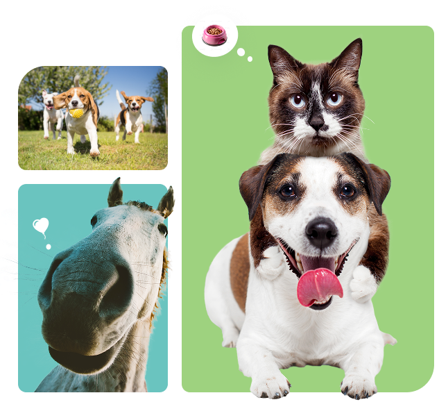 Hund, Katze und Pferd