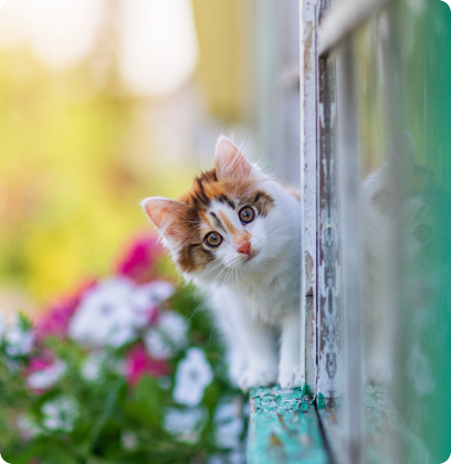 Alles über Katzen